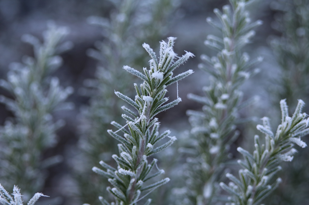 rosemary frost ripe free photo