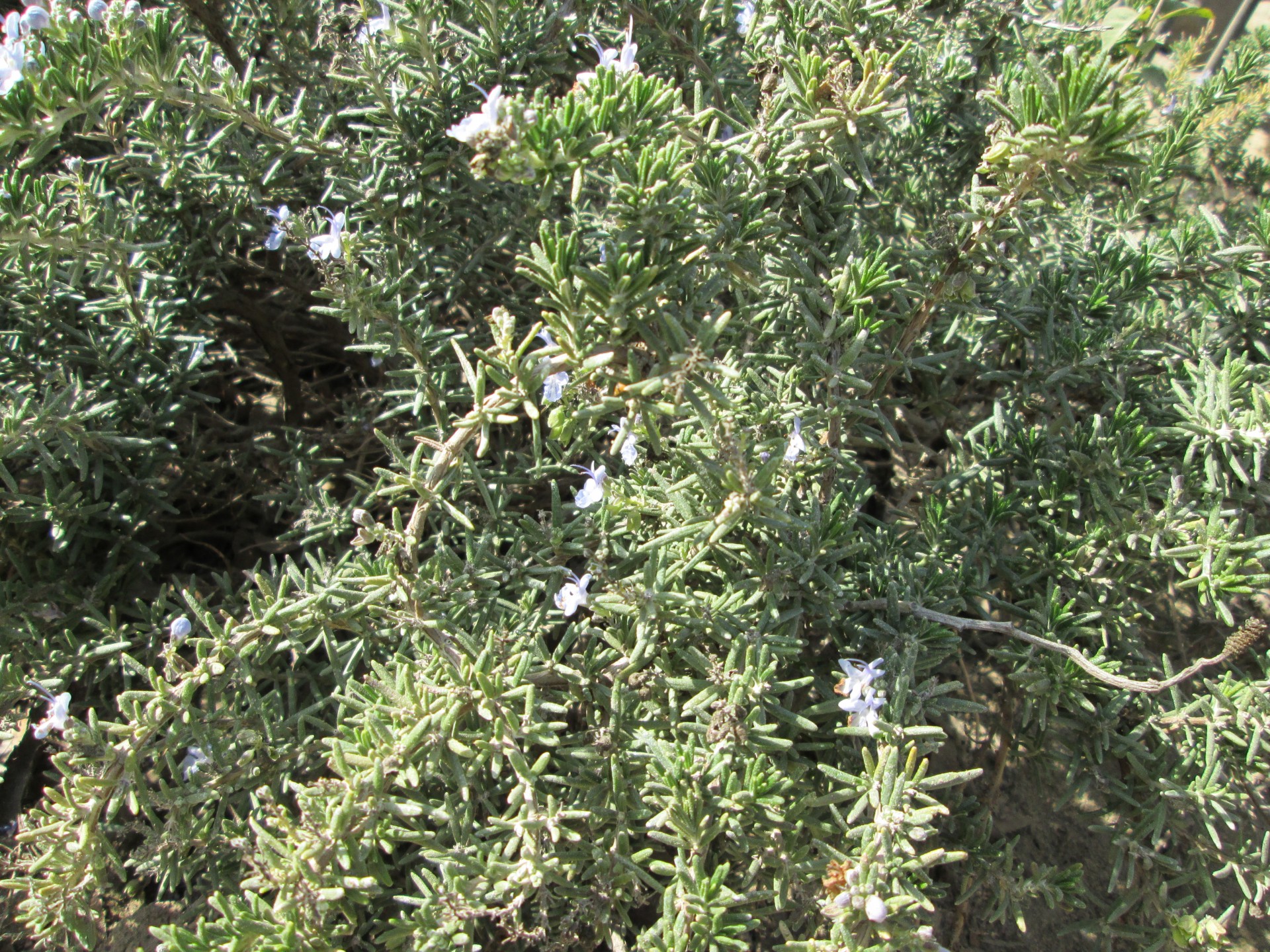 rosemary plant herb free photo
