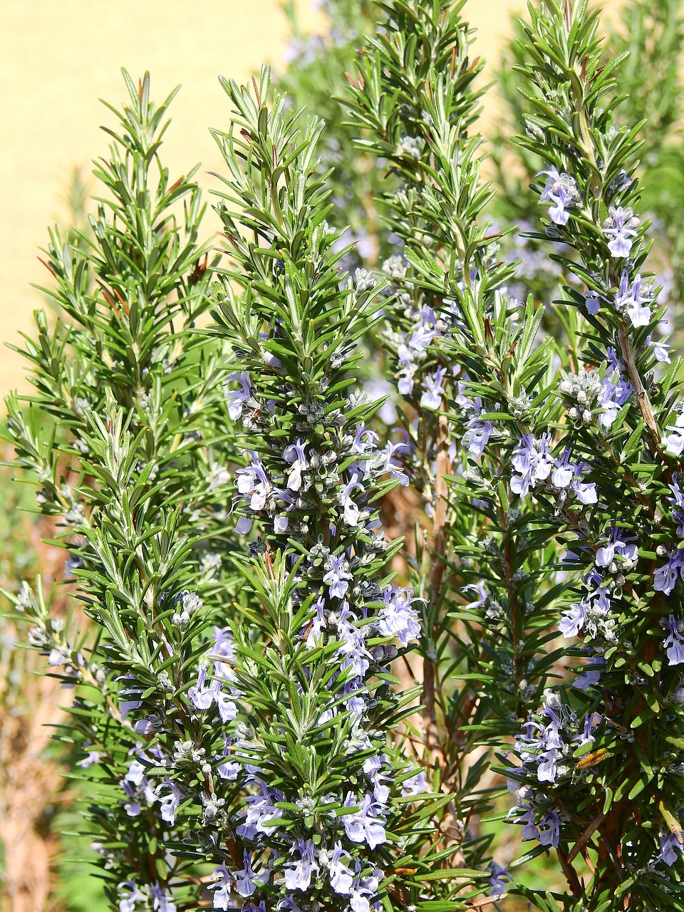 Rosemary,spice,plant,herbs,green - free image from needpix.com