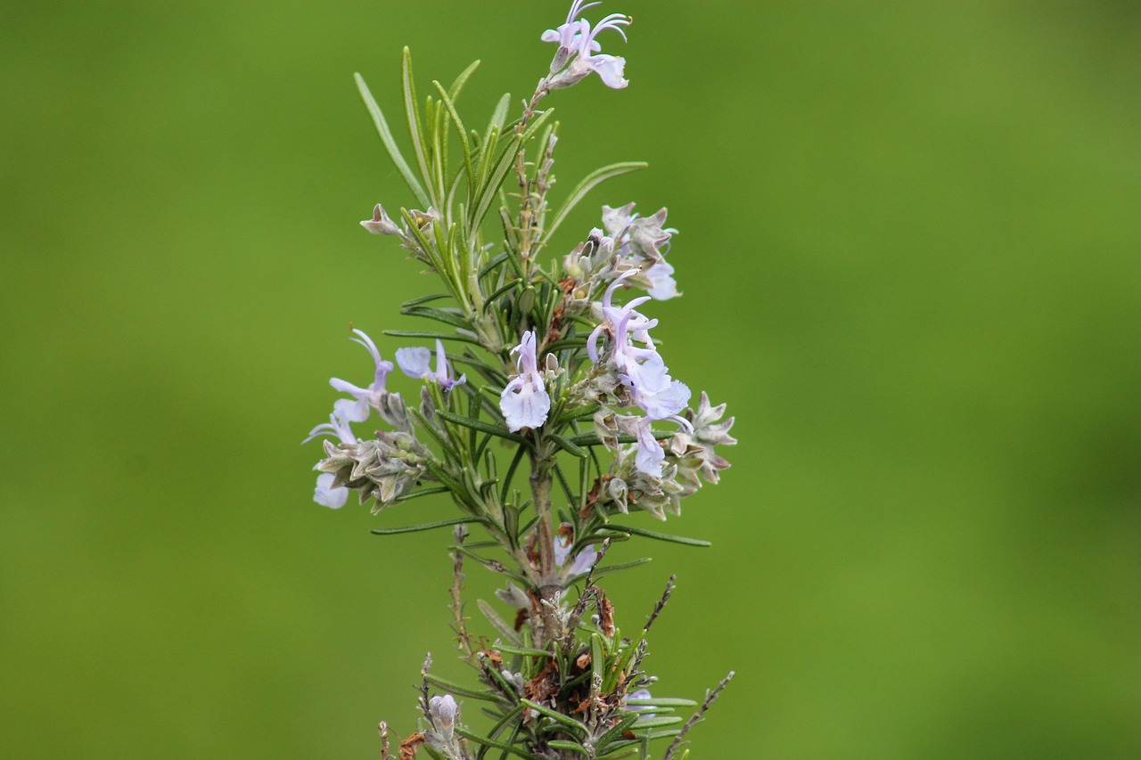 rosemary blossom bloom free photo