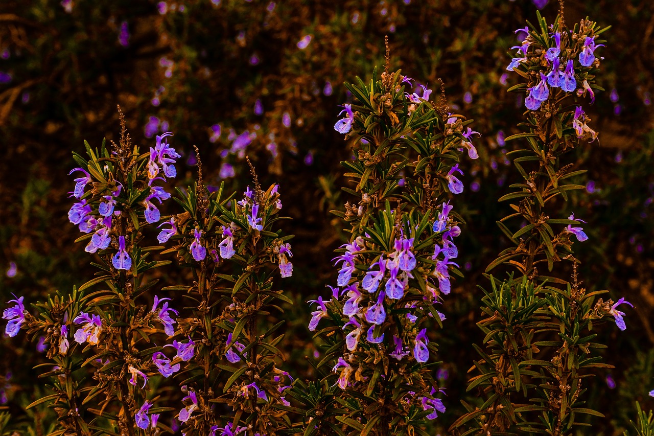 rosemary garden herb free photo