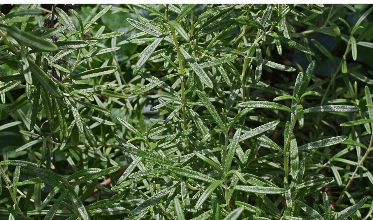 rosemary herb plant free photo