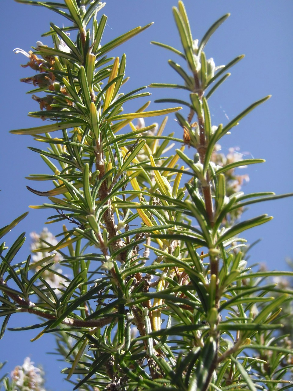 rosemary rosmarinus officinalis rosmarinus free photo