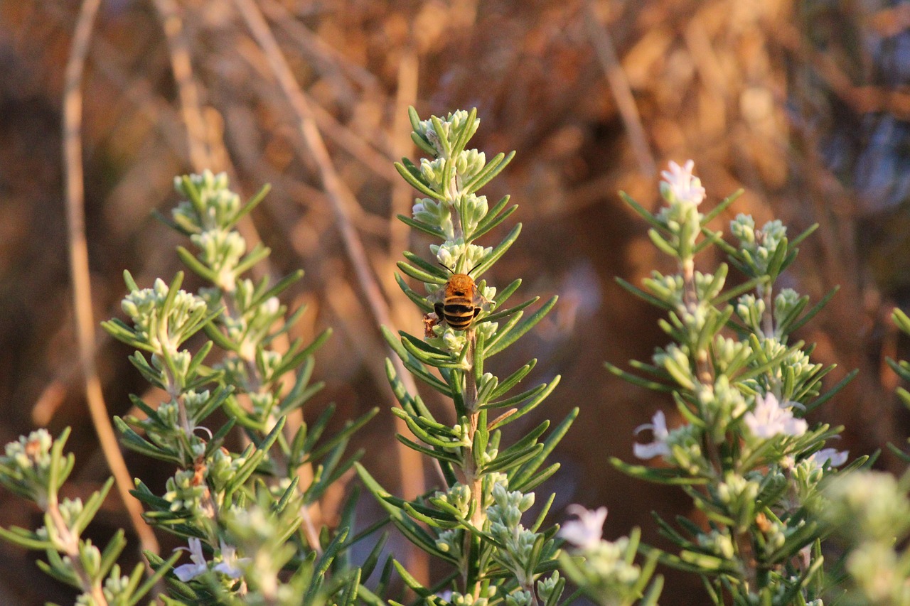 rosemary herbs aromas free photo