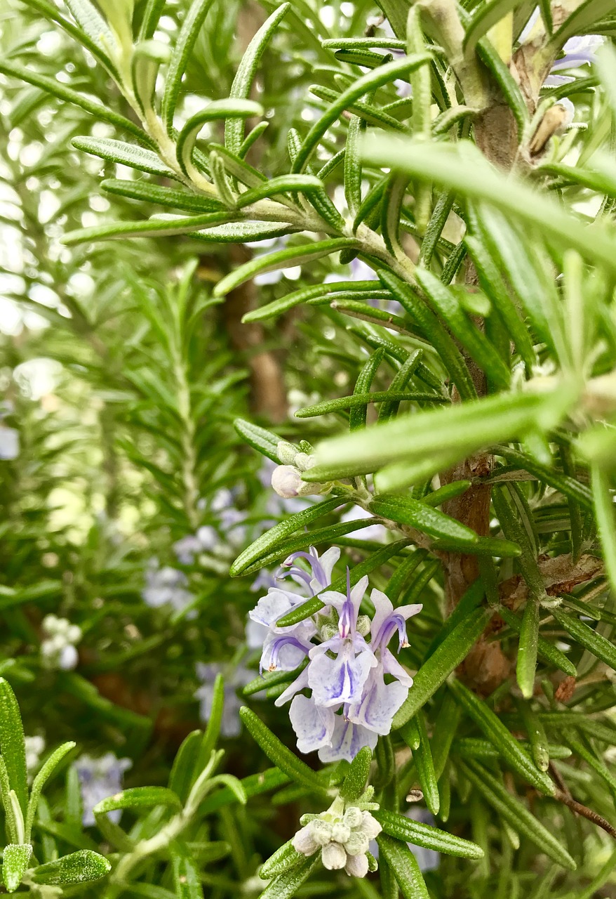 rosemary  herb  cooking free photo