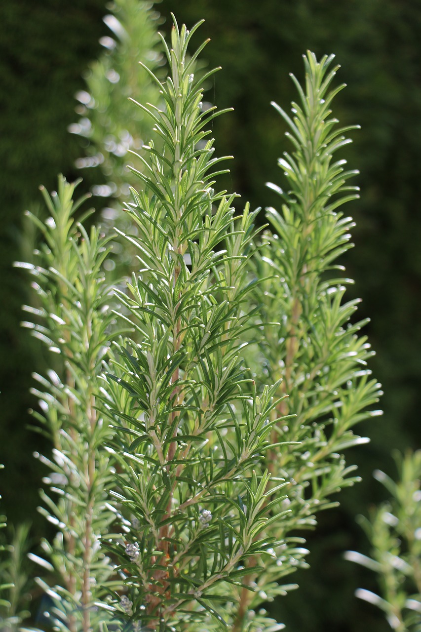 rosemary  garden  herbs free photo