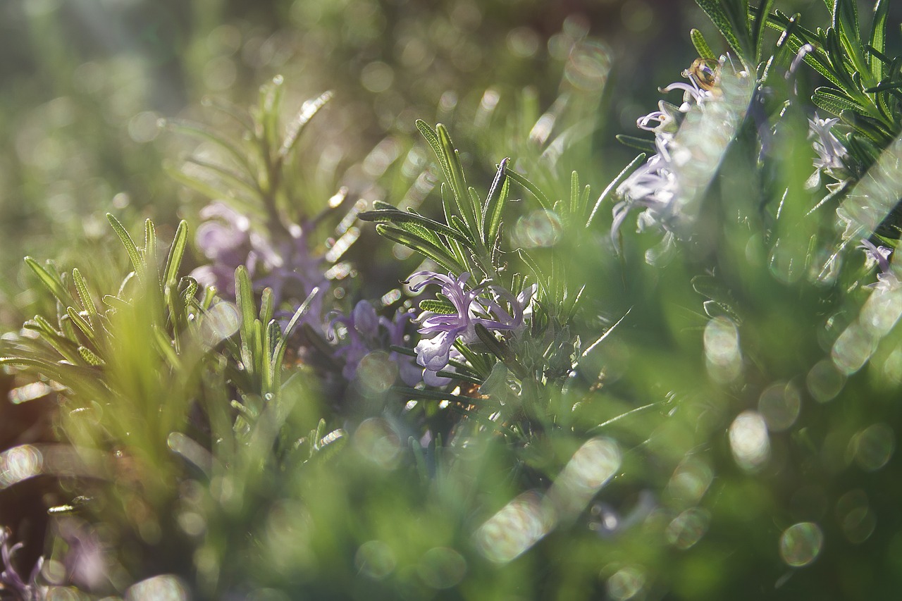 rosemary  flowers  wild flowers free photo