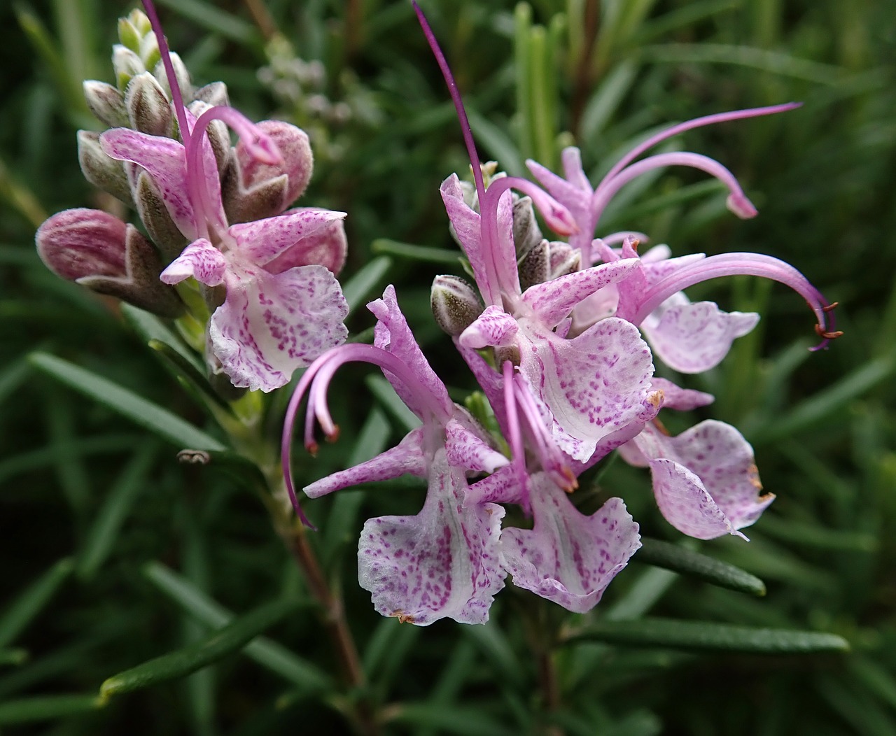 rosemary  pink  flower free photo