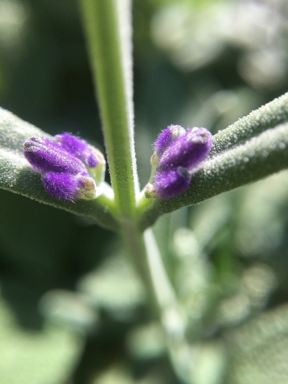 rosemary  flower  bud free photo