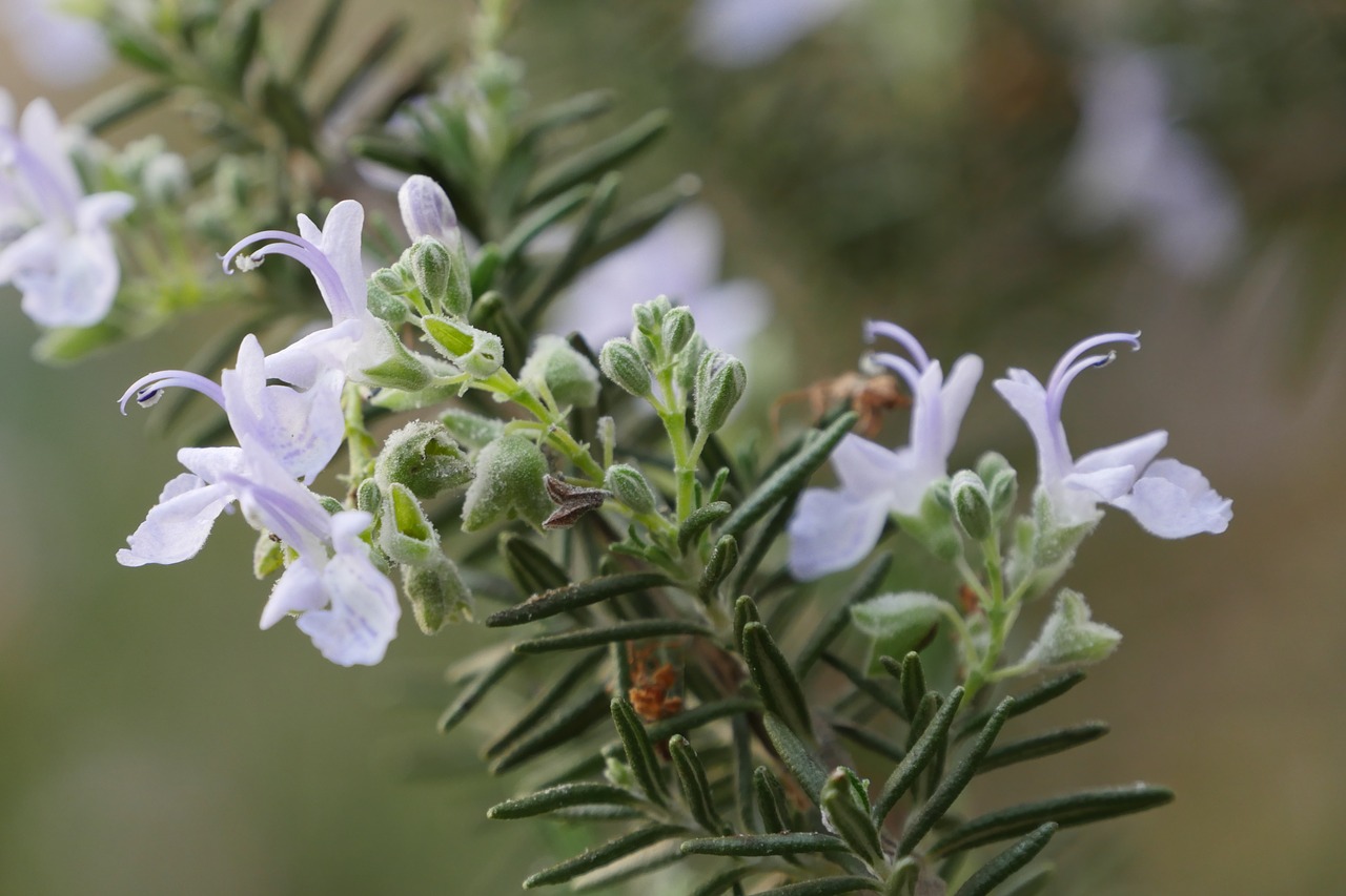 rosemary  flowers  hub free photo