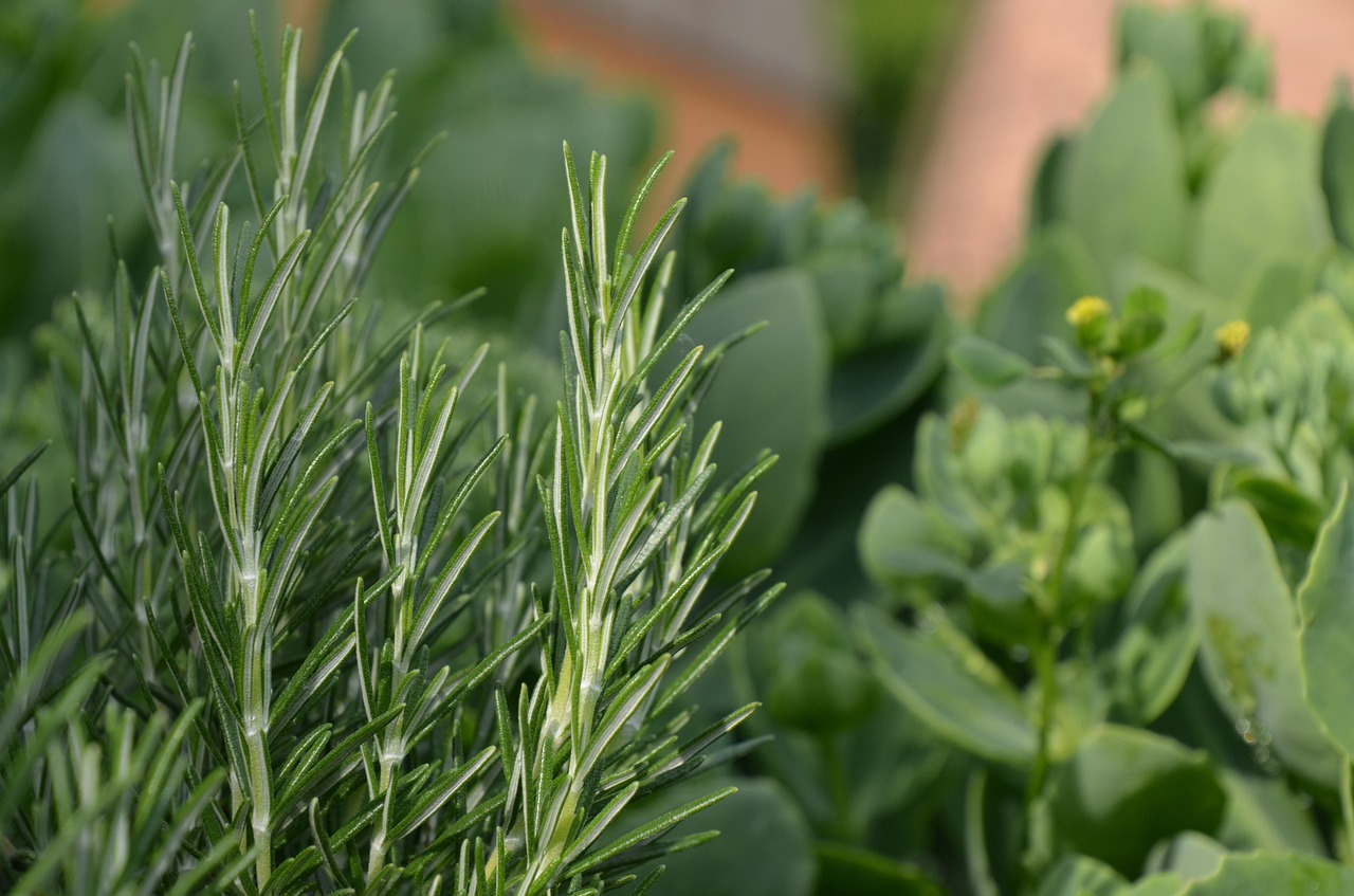 rosemary  herb  fresh free photo