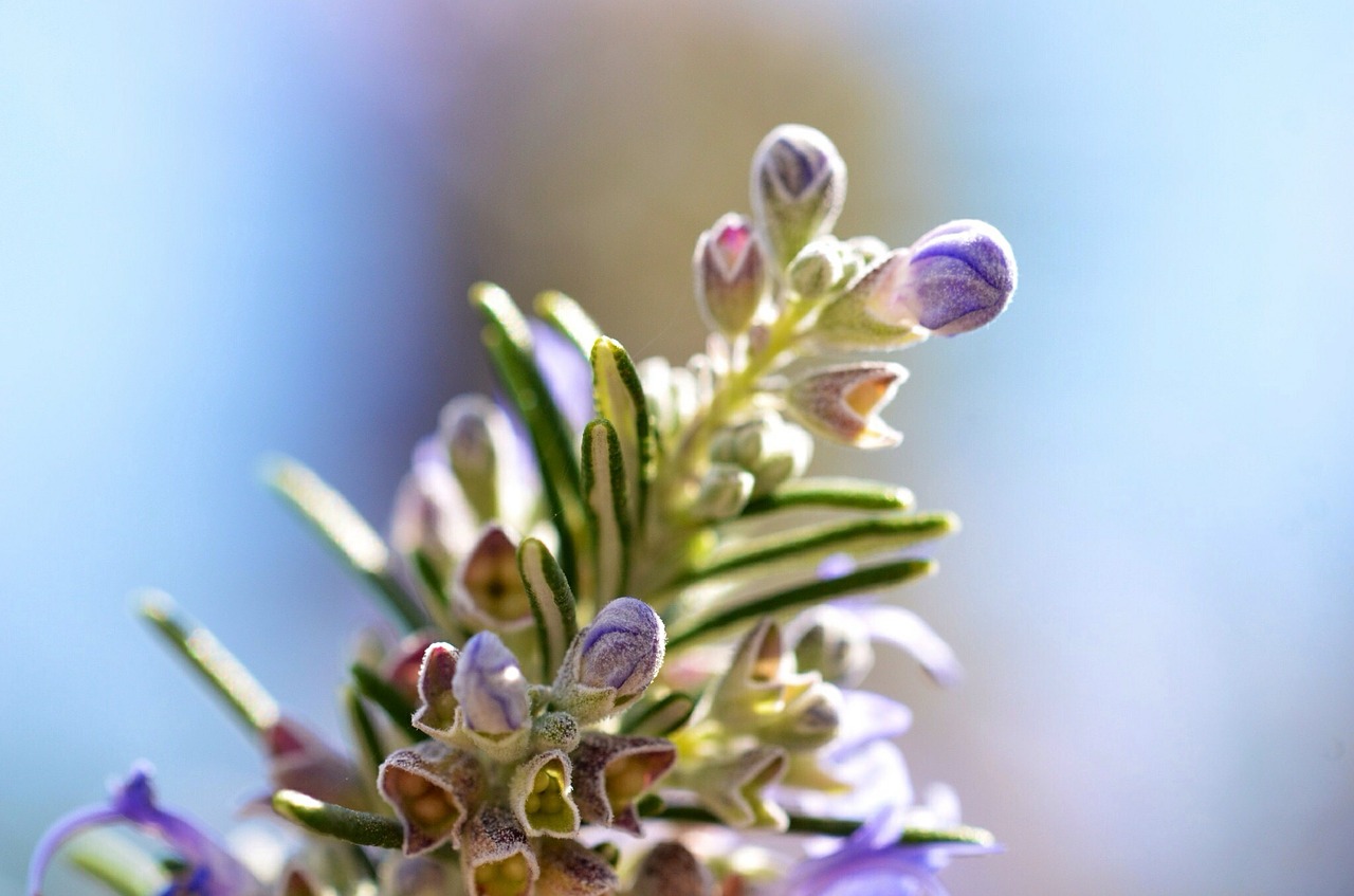 rosemary plant spice free photo