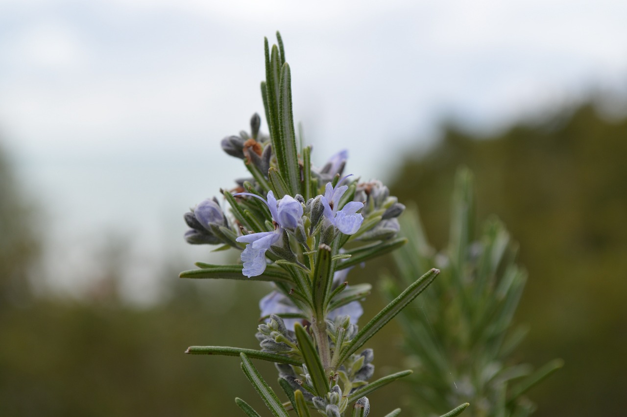 rosemary nature plant free photo