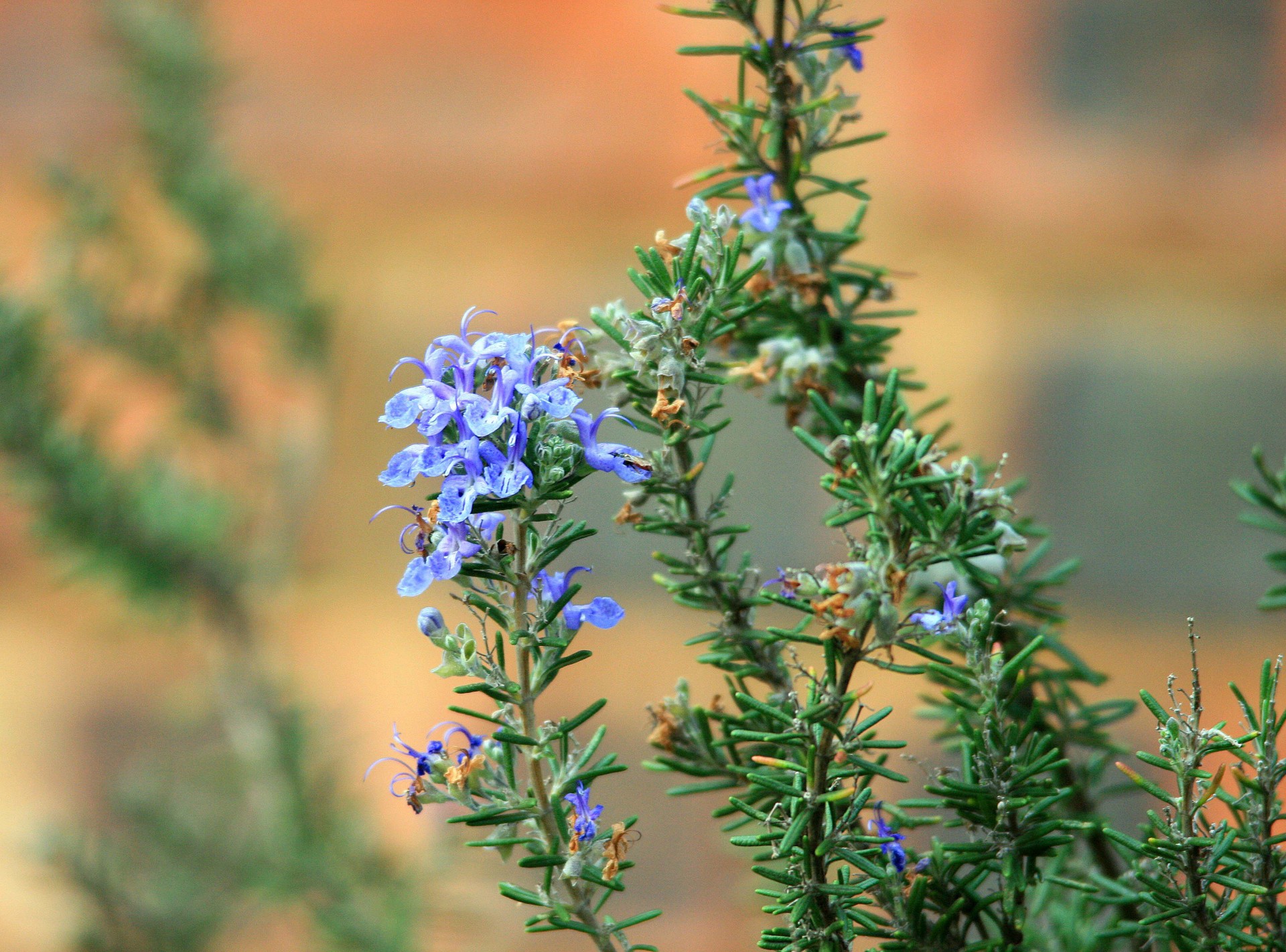 plant herb flower free photo