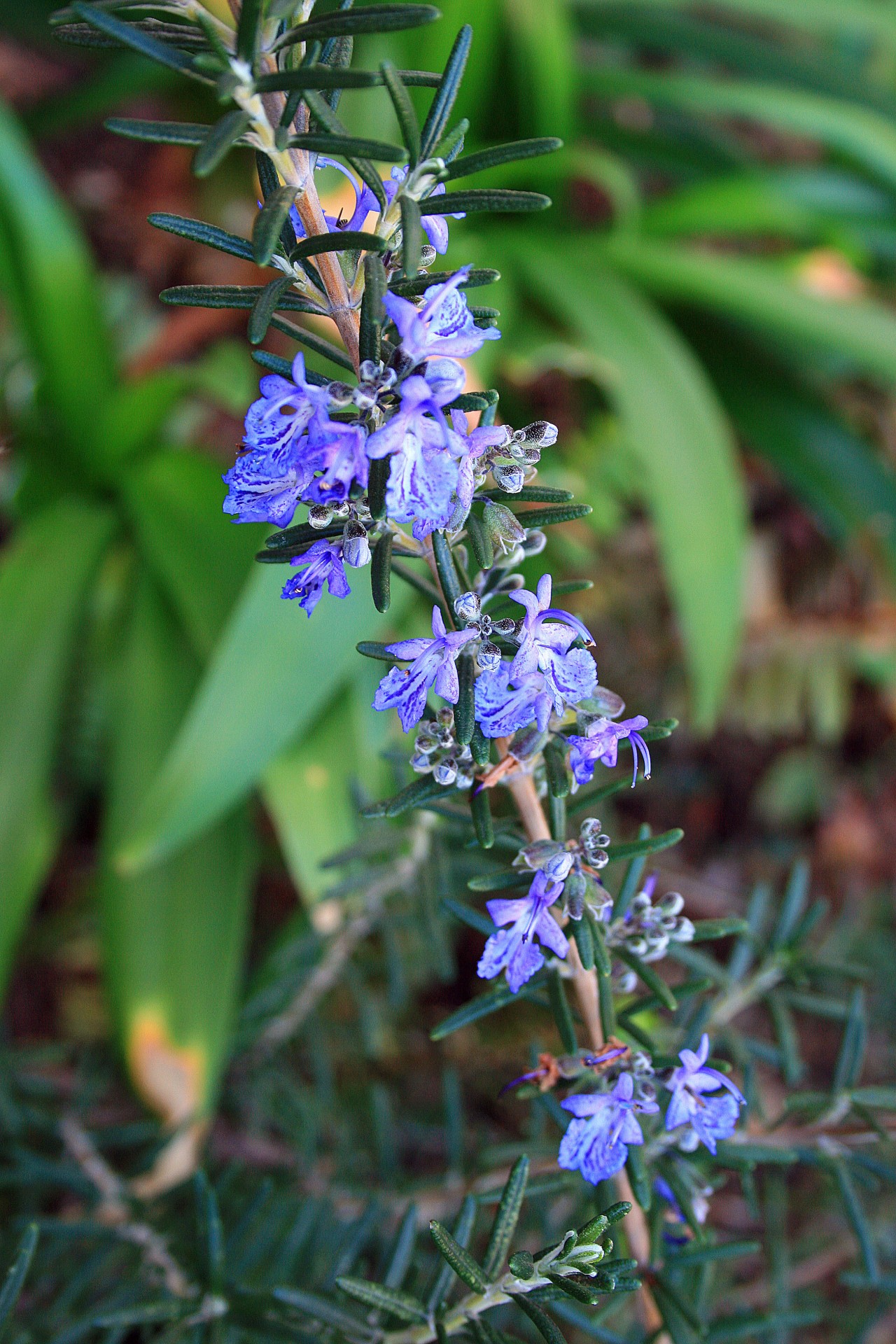 plant herb shrub free photo