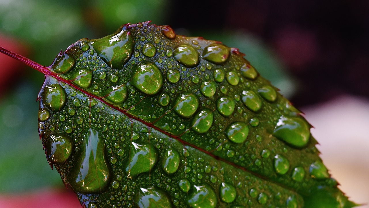 rosenblatt drip raindrop free photo