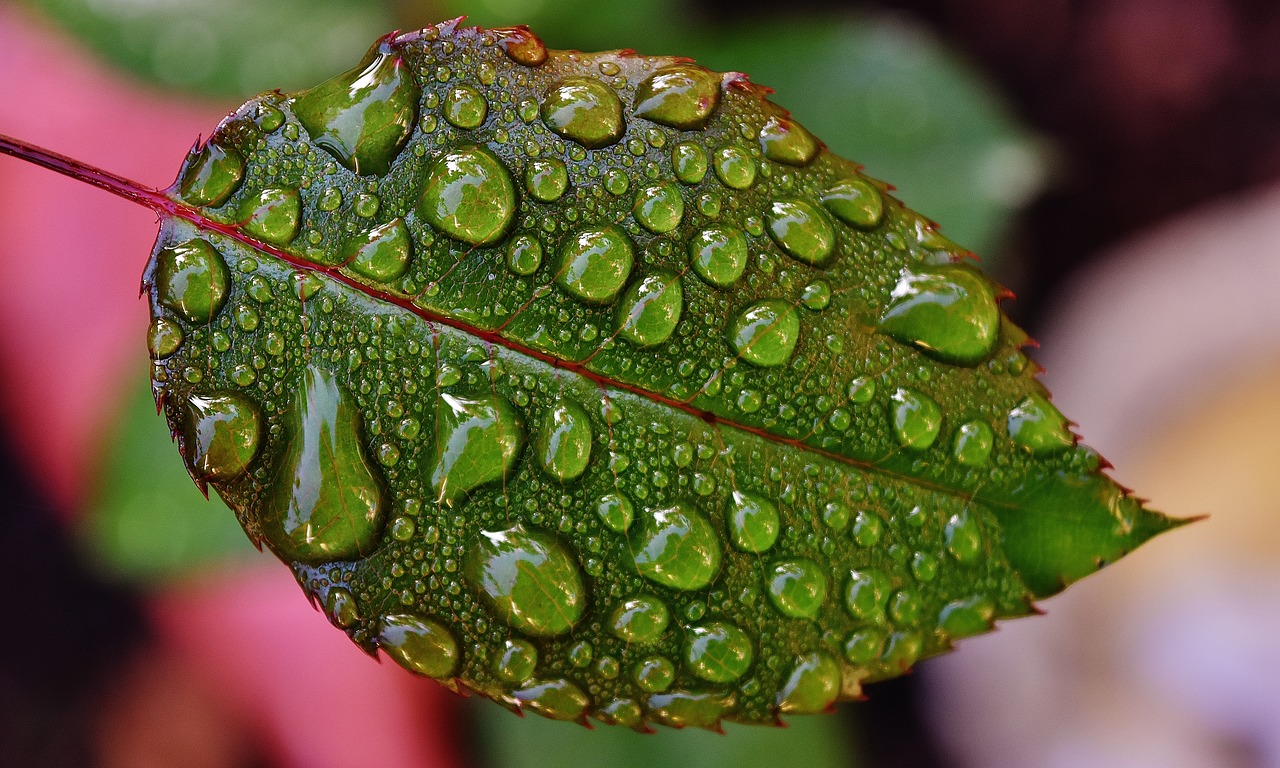 rosenblatt drip raindrop free photo