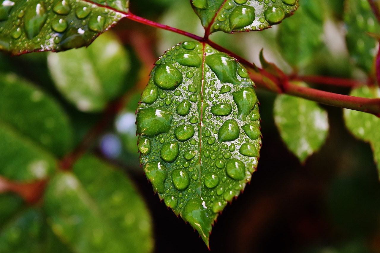 rosenblatt drip raindrop free photo