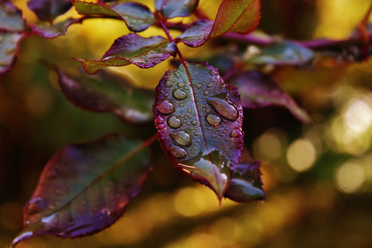 rosenblatt drip raindrop free photo