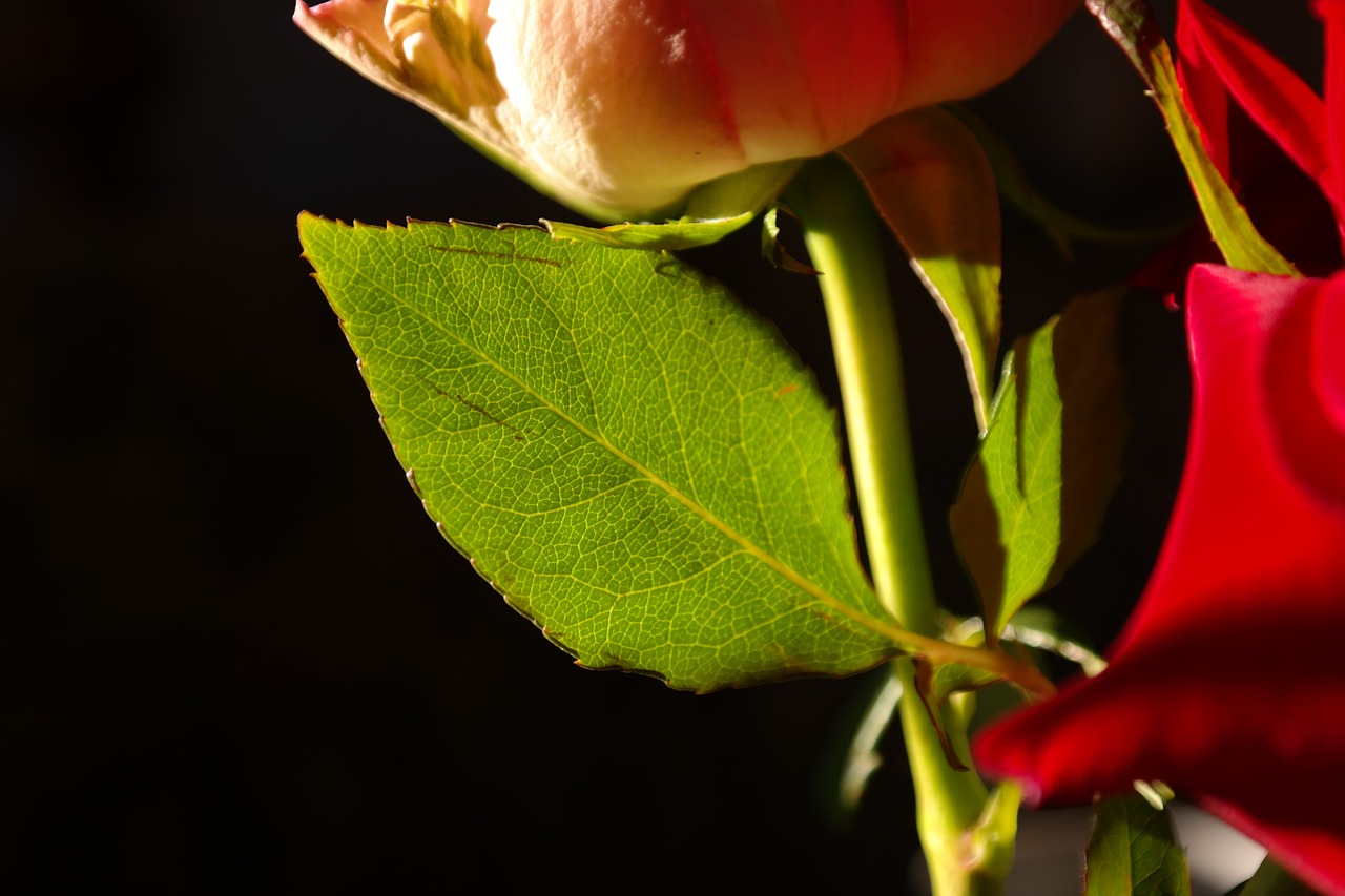 rosenblatt flower plant free photo