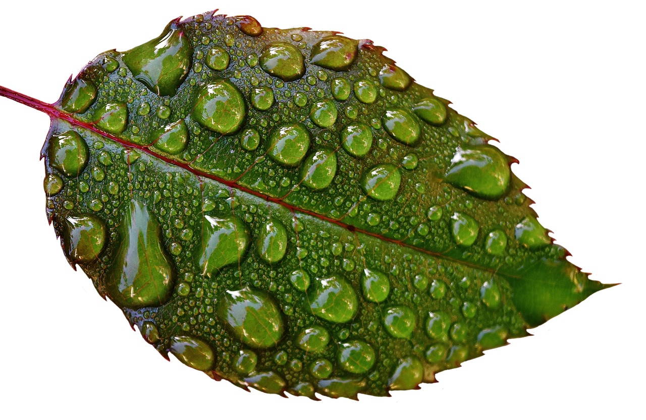 rosenblatt drip raindrop free photo