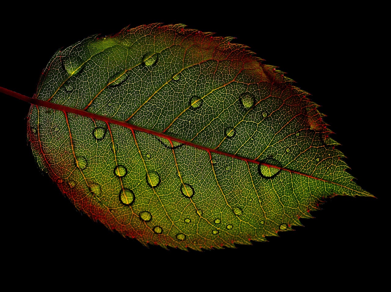 rosenblatt leaf wasserperlen wet free photo