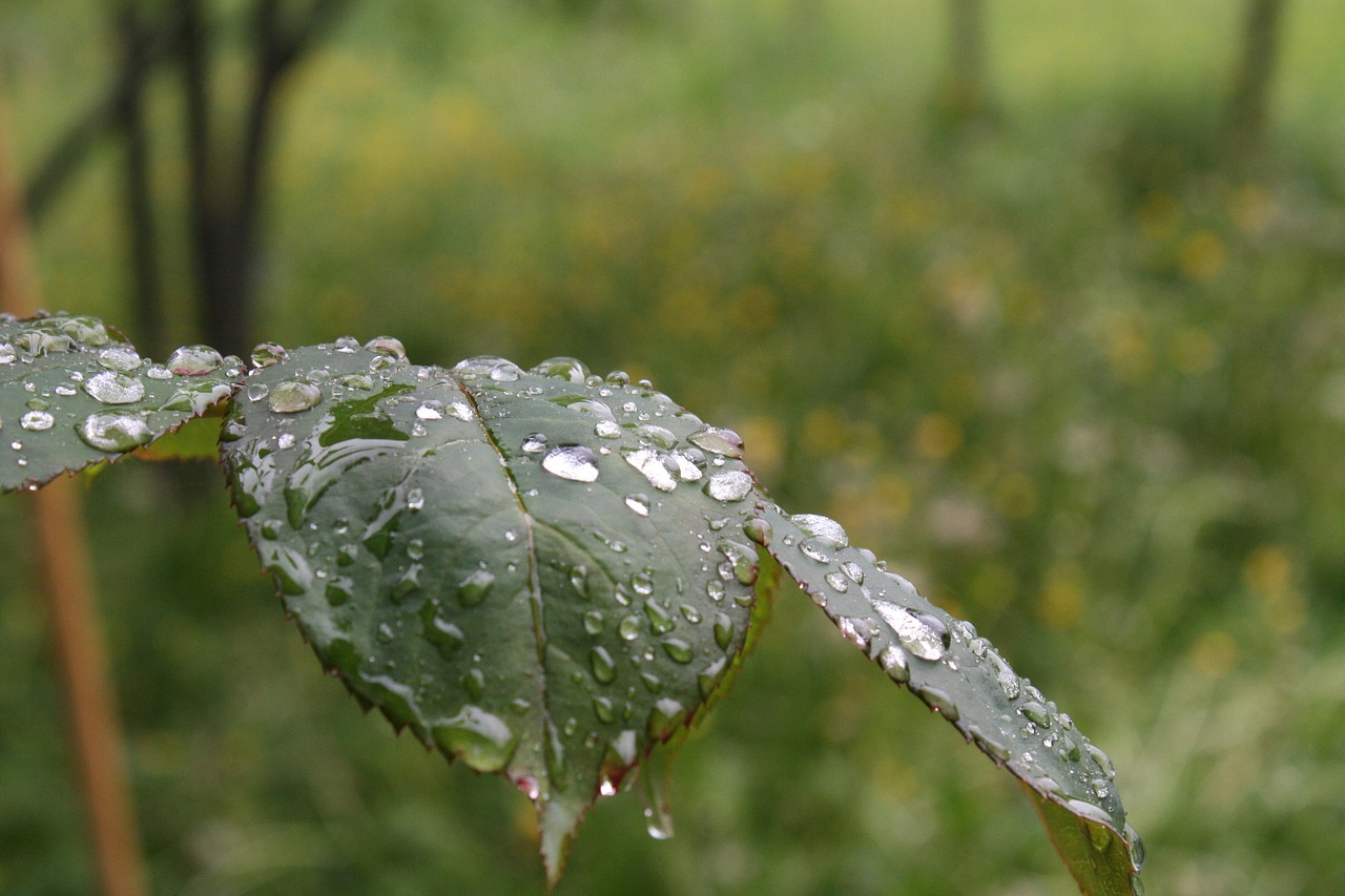 rosenblatt nature rain free photo