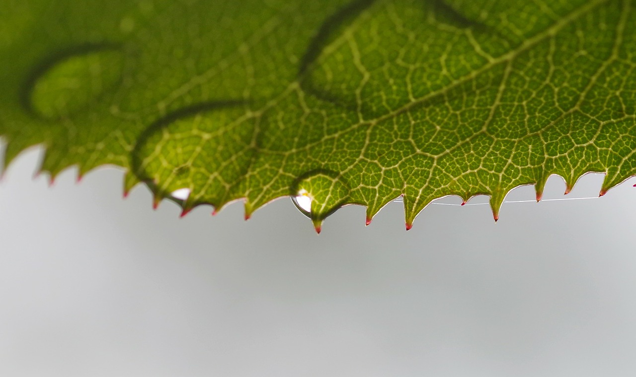 rosenblatt beaded drop of water free photo