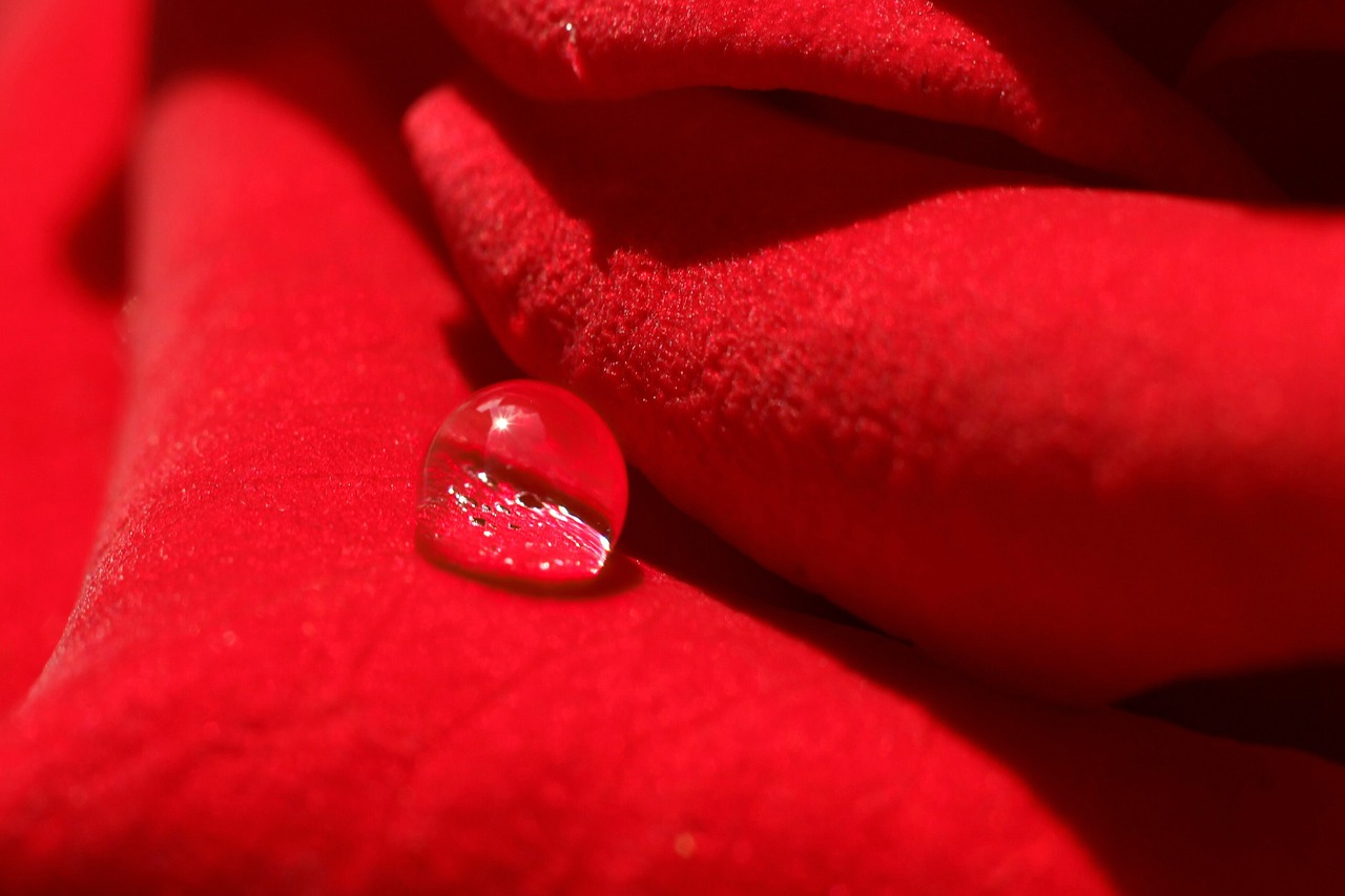 rosenblatt  red  drop of water free photo