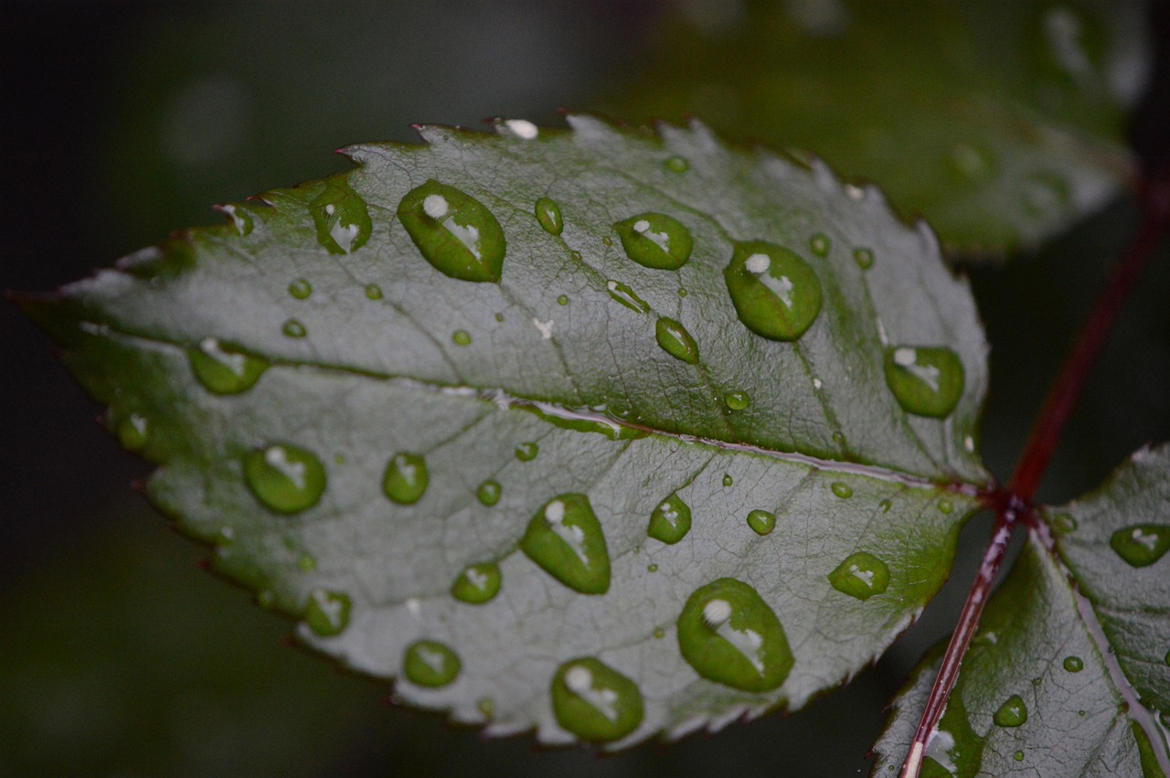rosenblatt rain drip free photo
