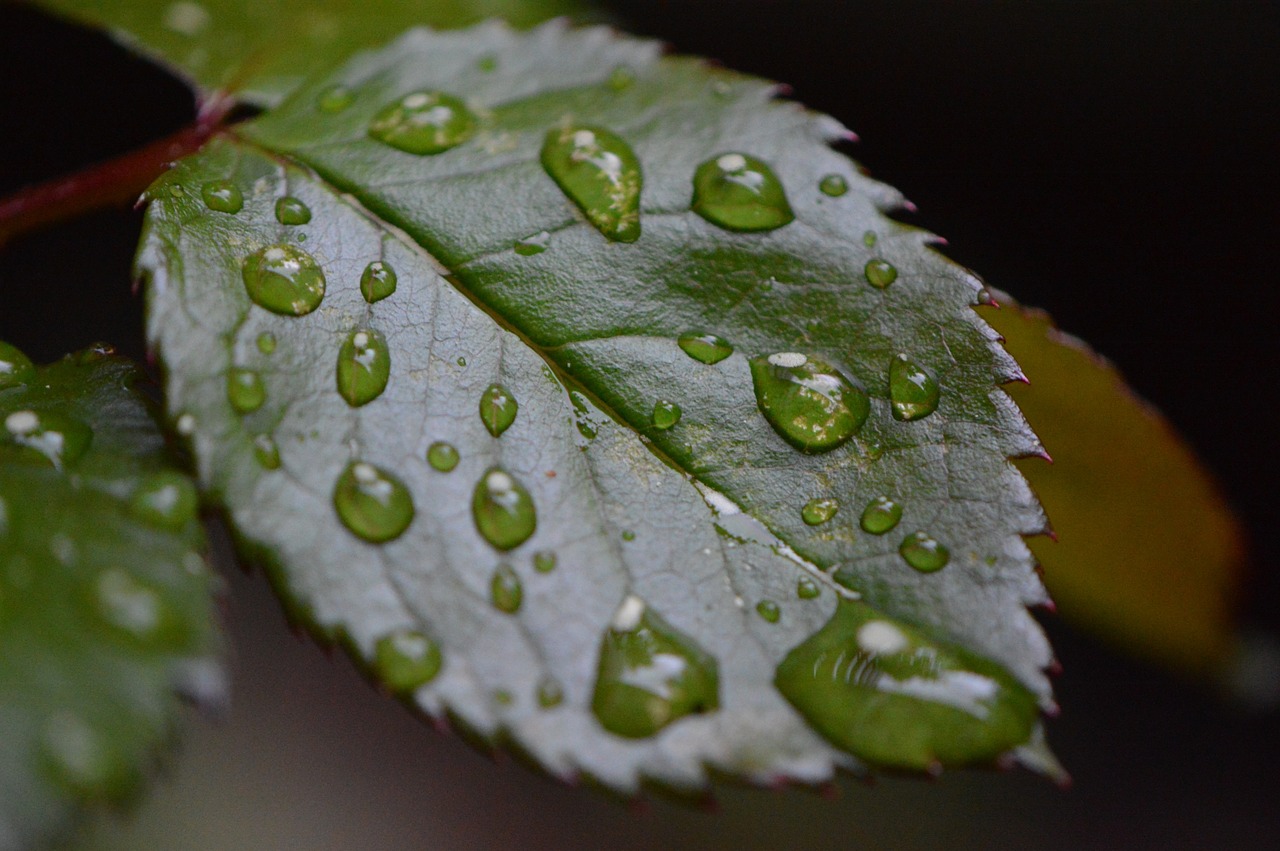 rosenblatt rain drip free photo