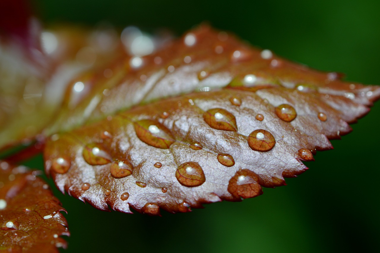 rosenblatt rain drip free photo