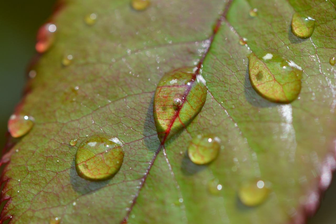 rosenblatt rain drip free photo