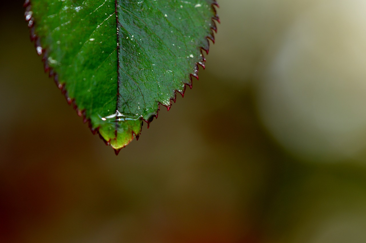 rosenblatt rain drip free photo