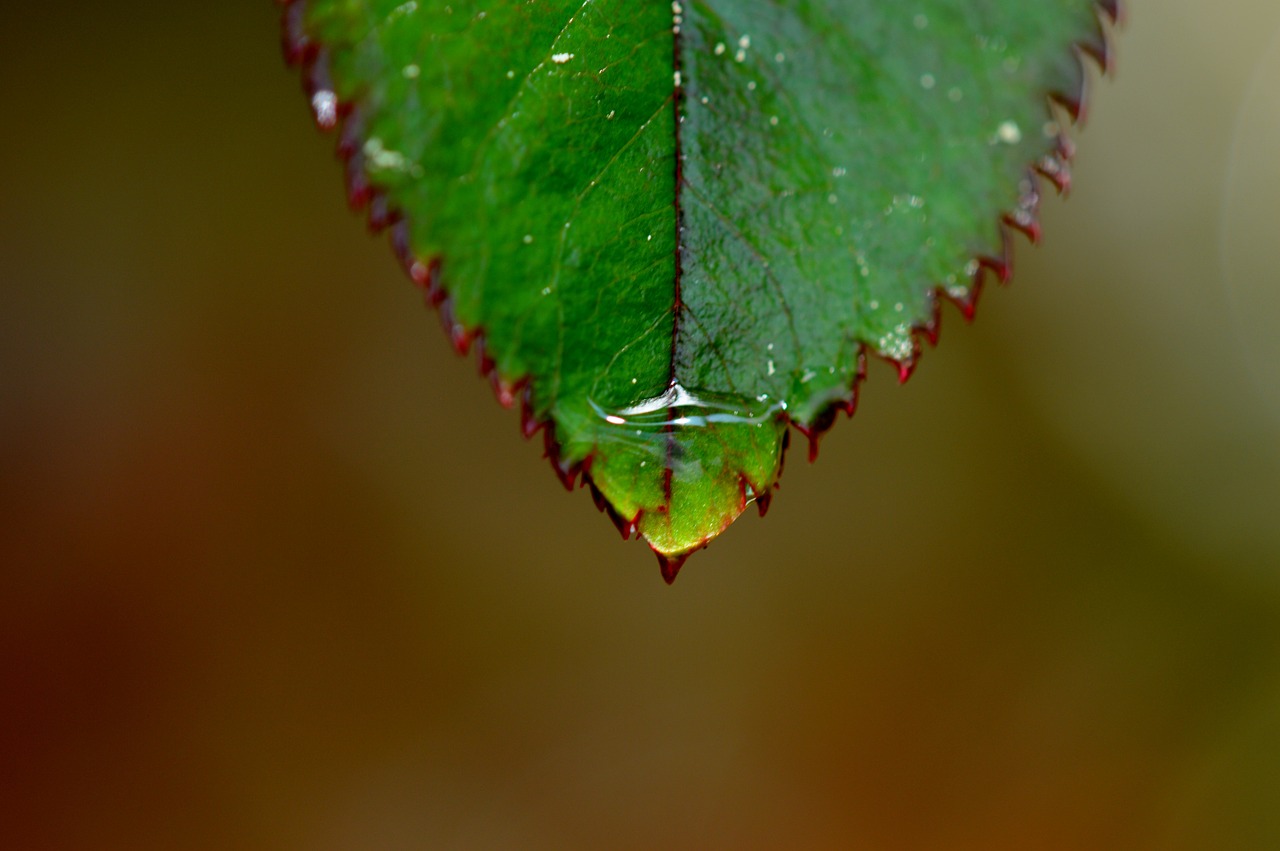 rosenblatt rain drip free photo