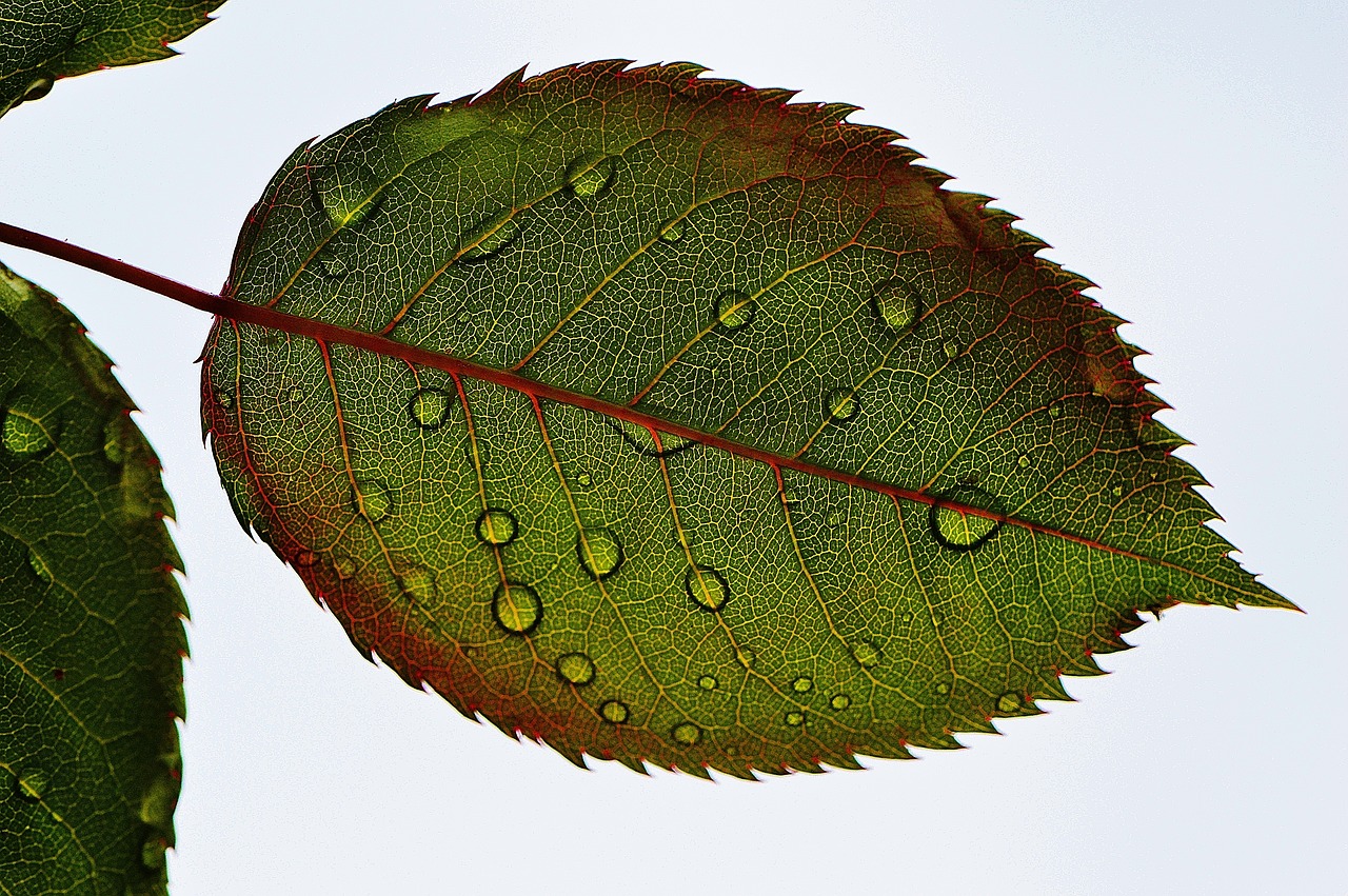 rosenblatt leaf wasserperlen wet free photo