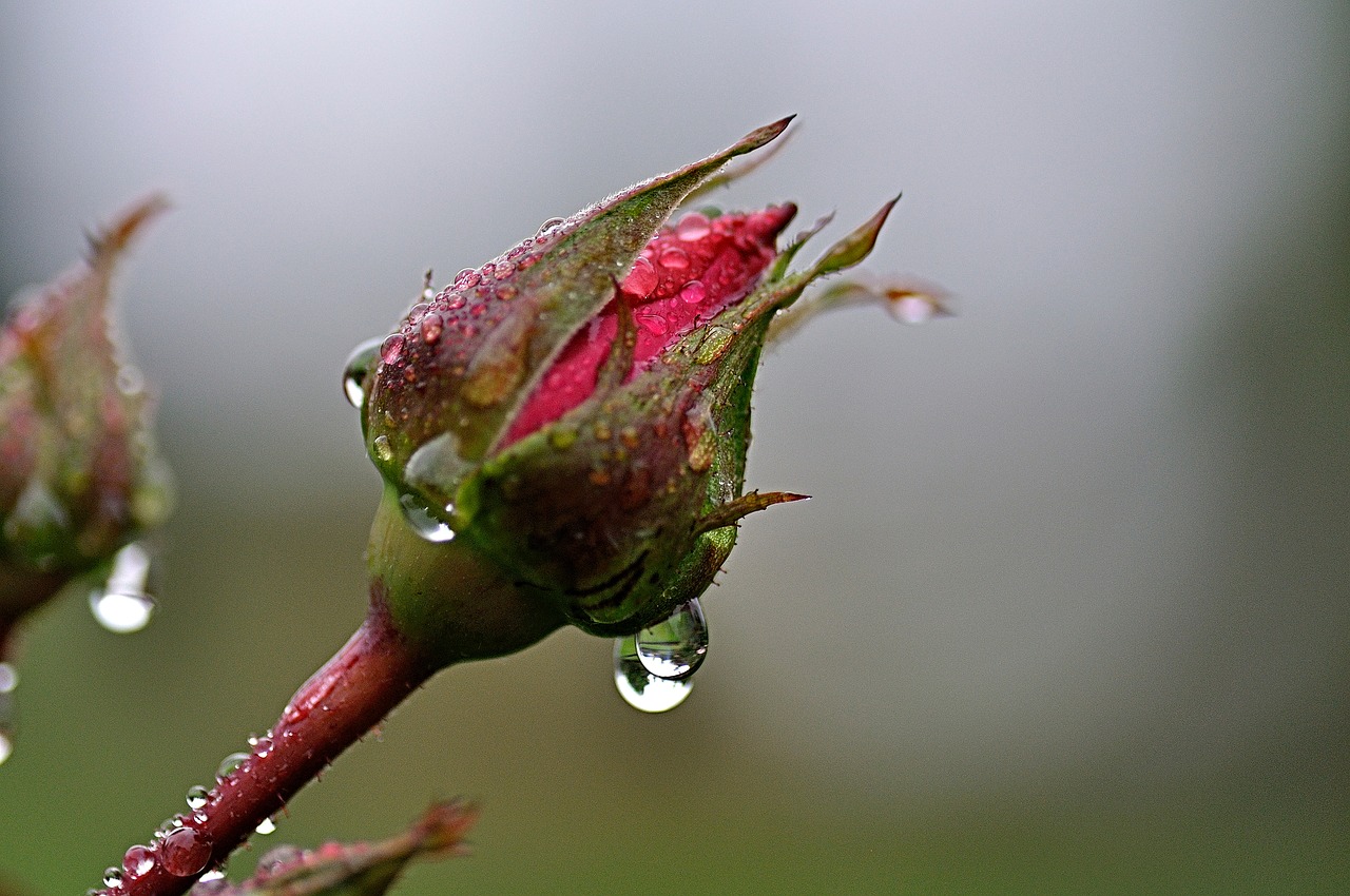 rosenknopse rain raindrop free photo