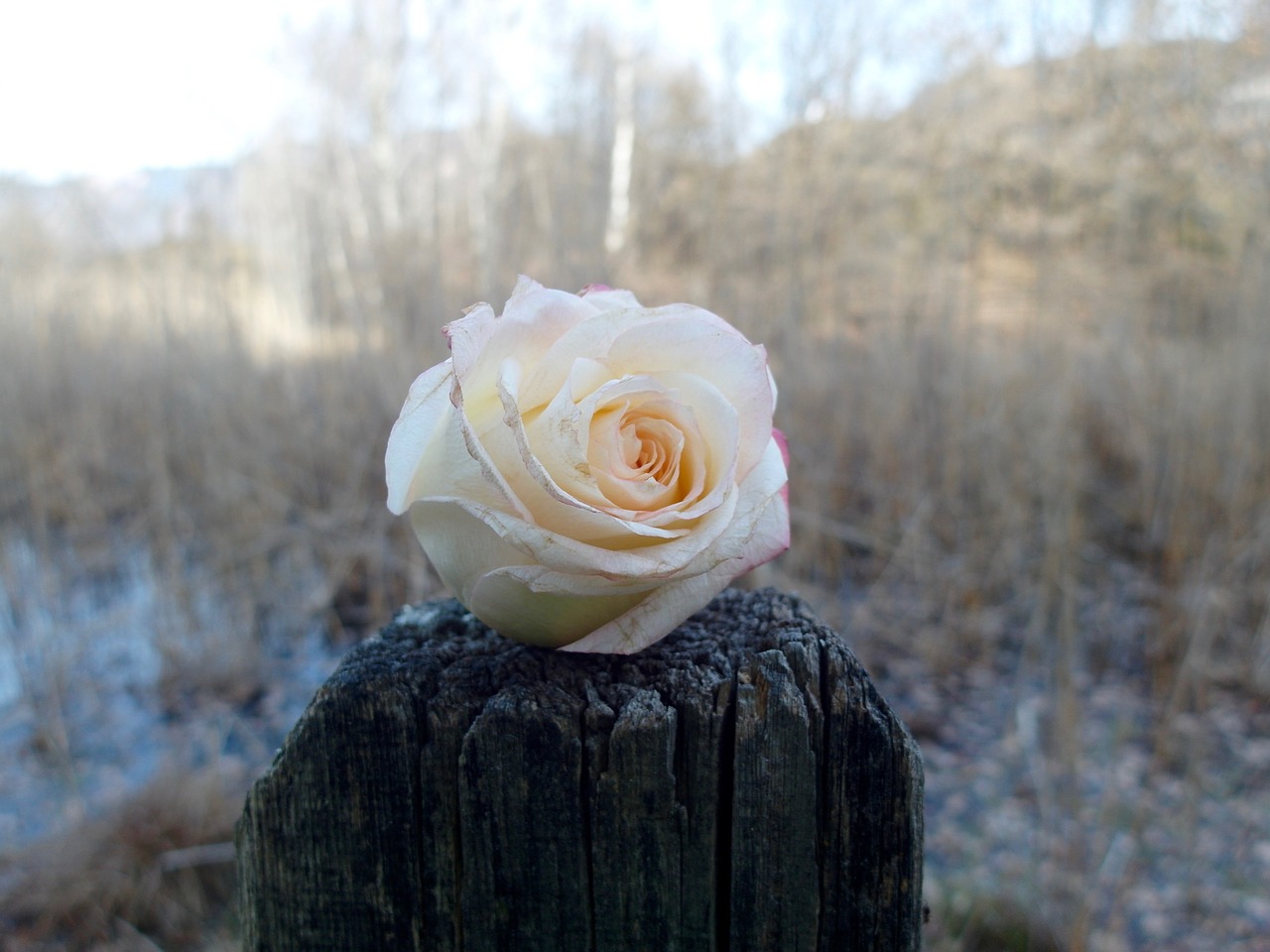 roses landscape blossom free photo