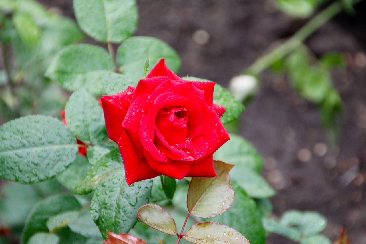 roses bouquet wedding free photo