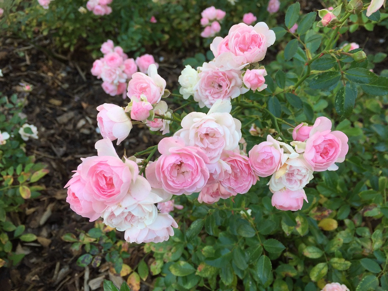 roses flowers pink rose free photo