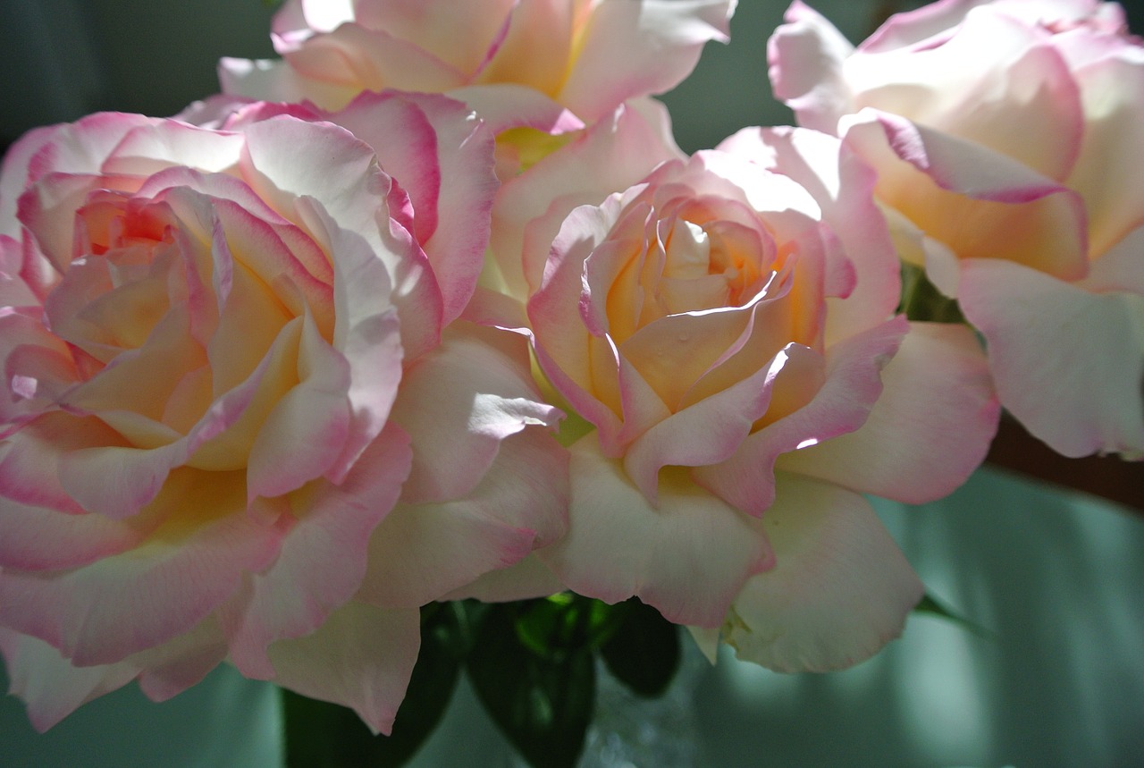 roses peace pink flower free photo