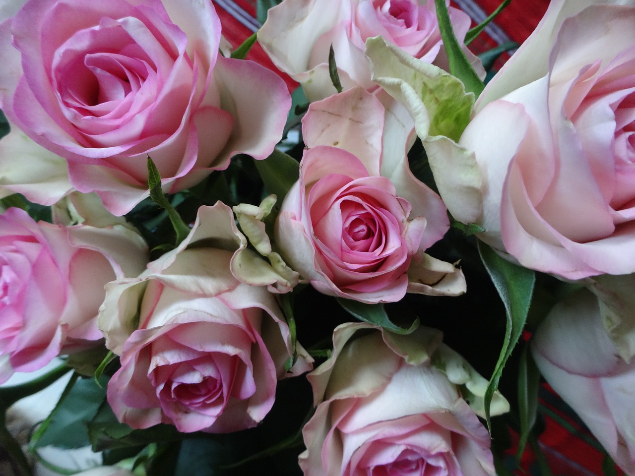 roses pink white free photo