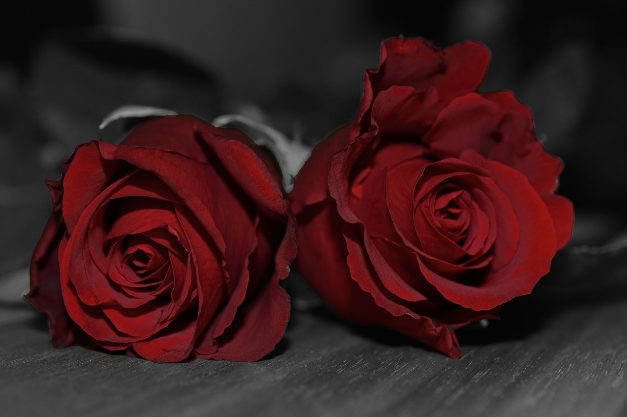 roses red red roses free photo