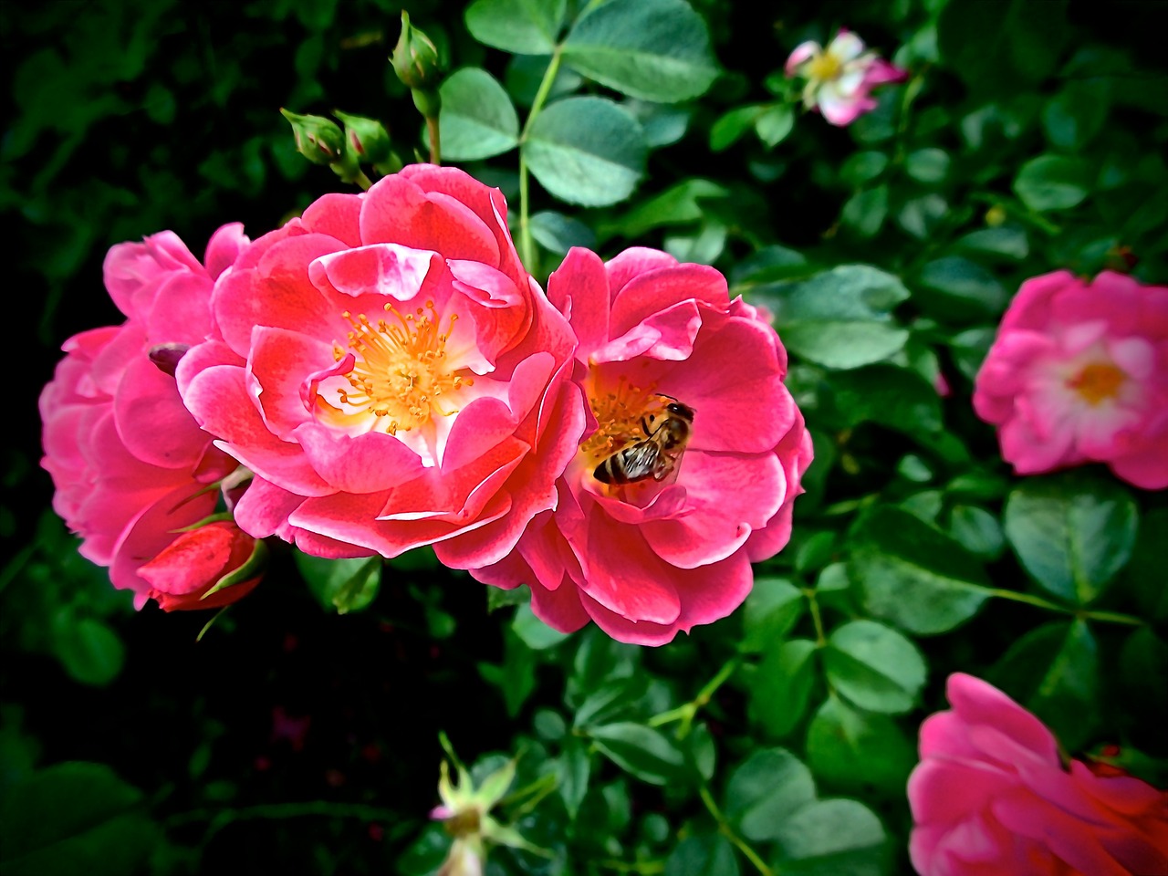 roses pink blossom free photo