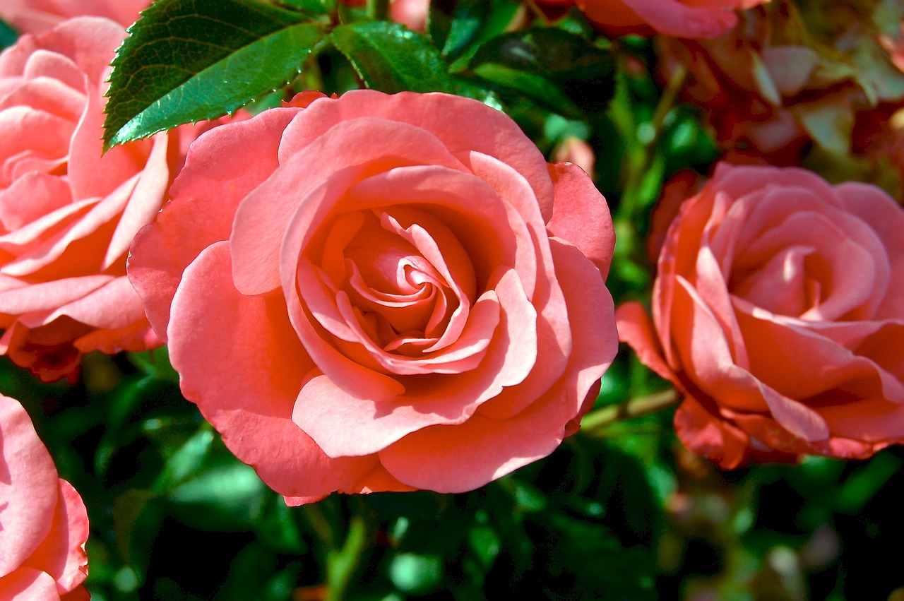 roses rosebush flowers free photo