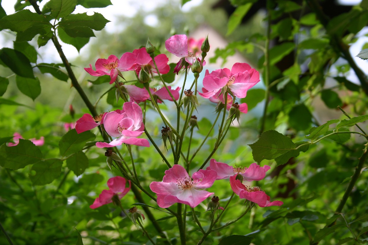 roses garden pink flowers free photo