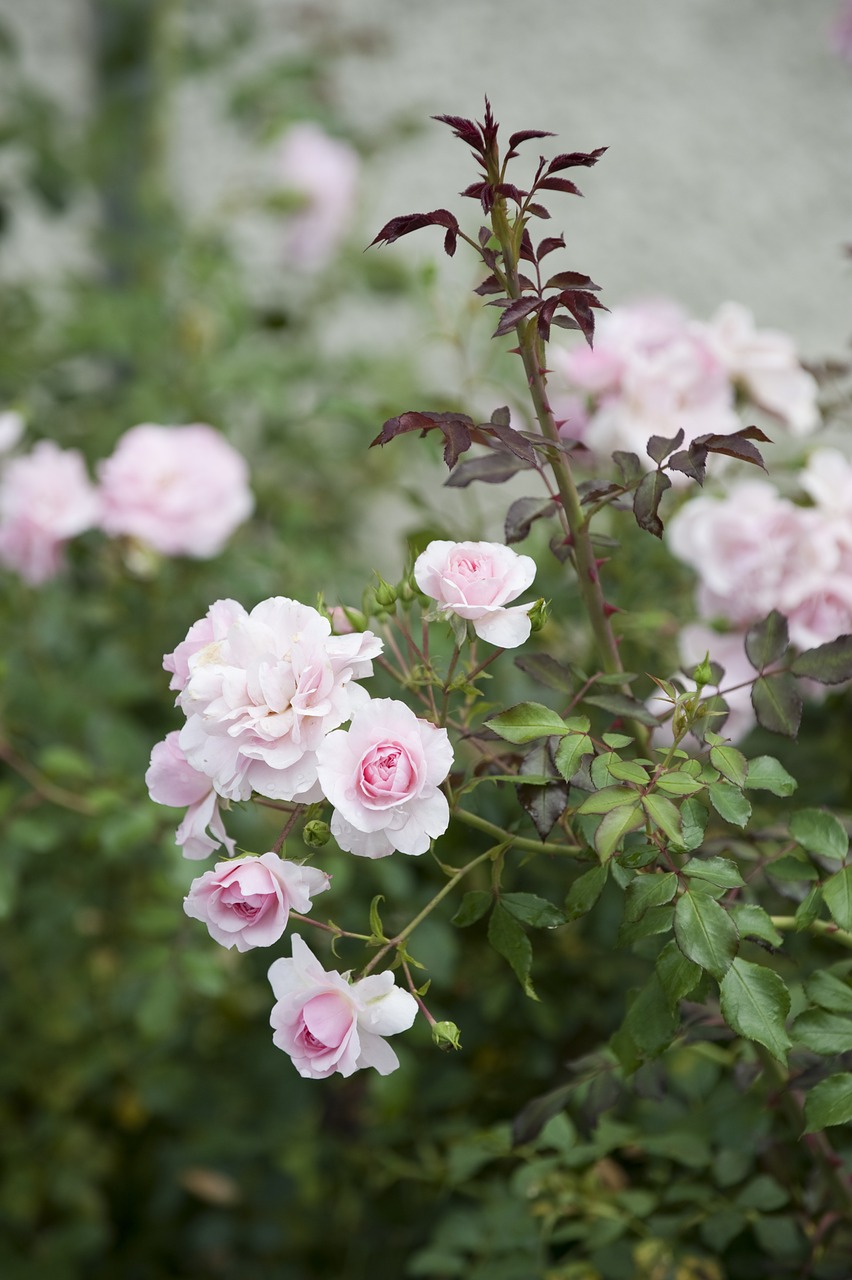 roses bush wild rose free photo