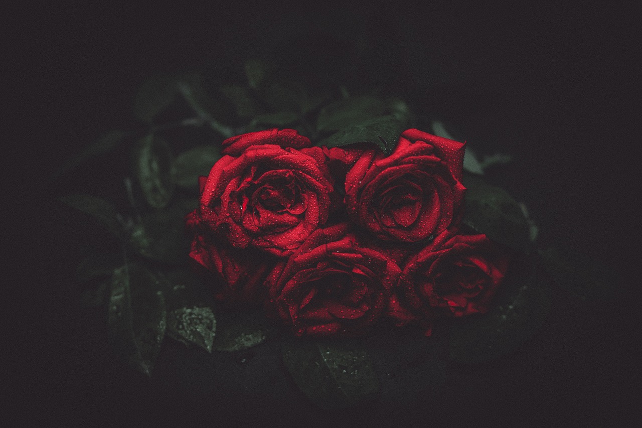 roses flowers night free photo