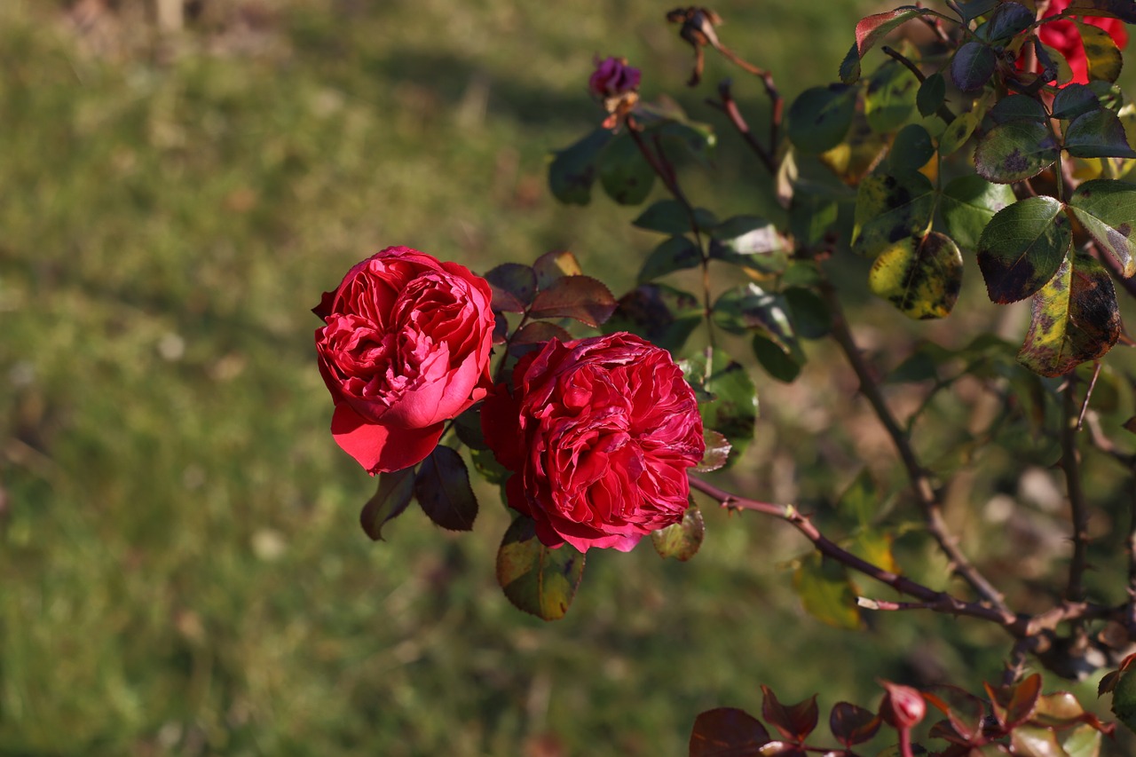 roses flower autumn free photo