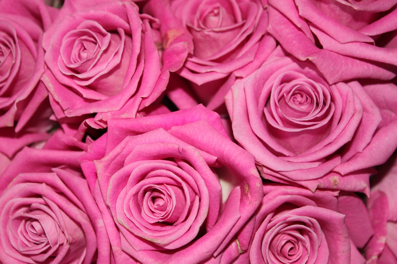 roses flowers pink rose free photo